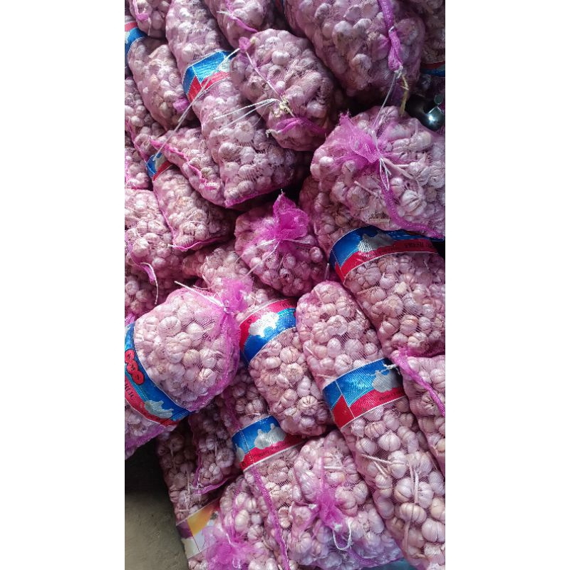 

bawang putih sinco shinco