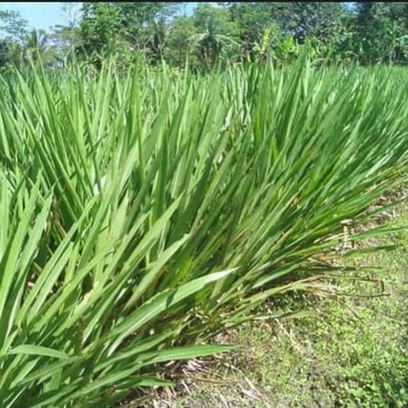 Stek Bibit Rumput odot segar perkilo (1kg) siap tanam