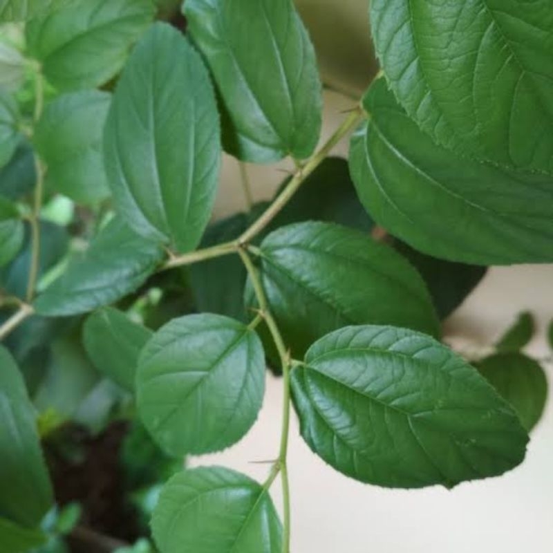 

Daun bidara segar 50 lembar