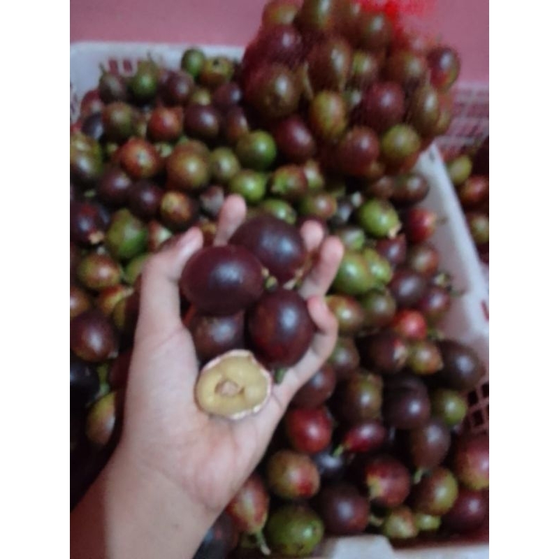 

buah matoa daging tebal manis 3 rasa 1 kg fresh