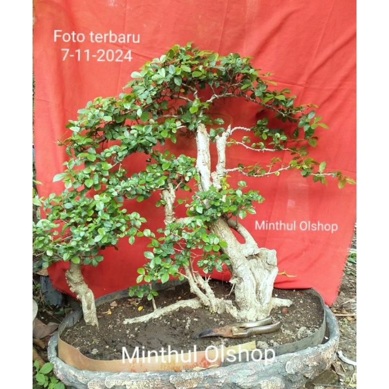 Bonsai serut raft prospek istimewa bonggol jumbo sesuai foto & video