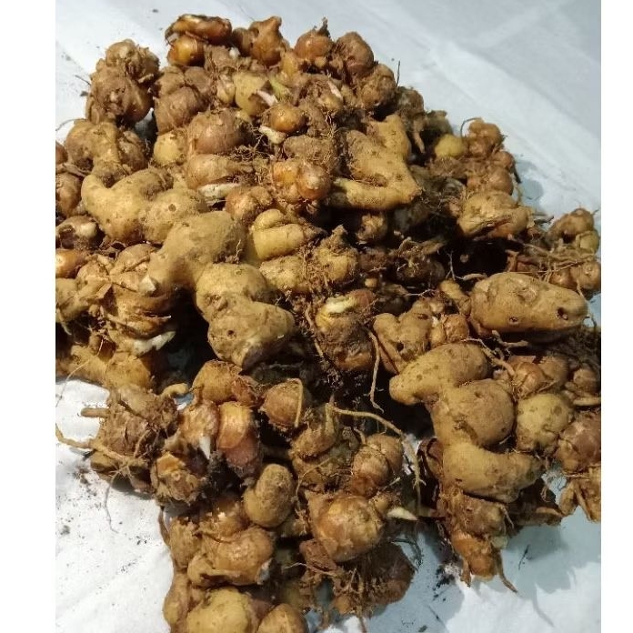 

cikur/kencur 1kg segar murah asli banten