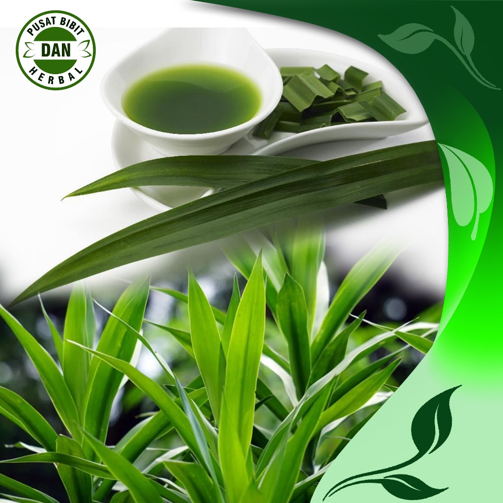 

Daun Suji Segar 1 kg Bahan Pewarna Alami - Pusat Bibit dan herbal