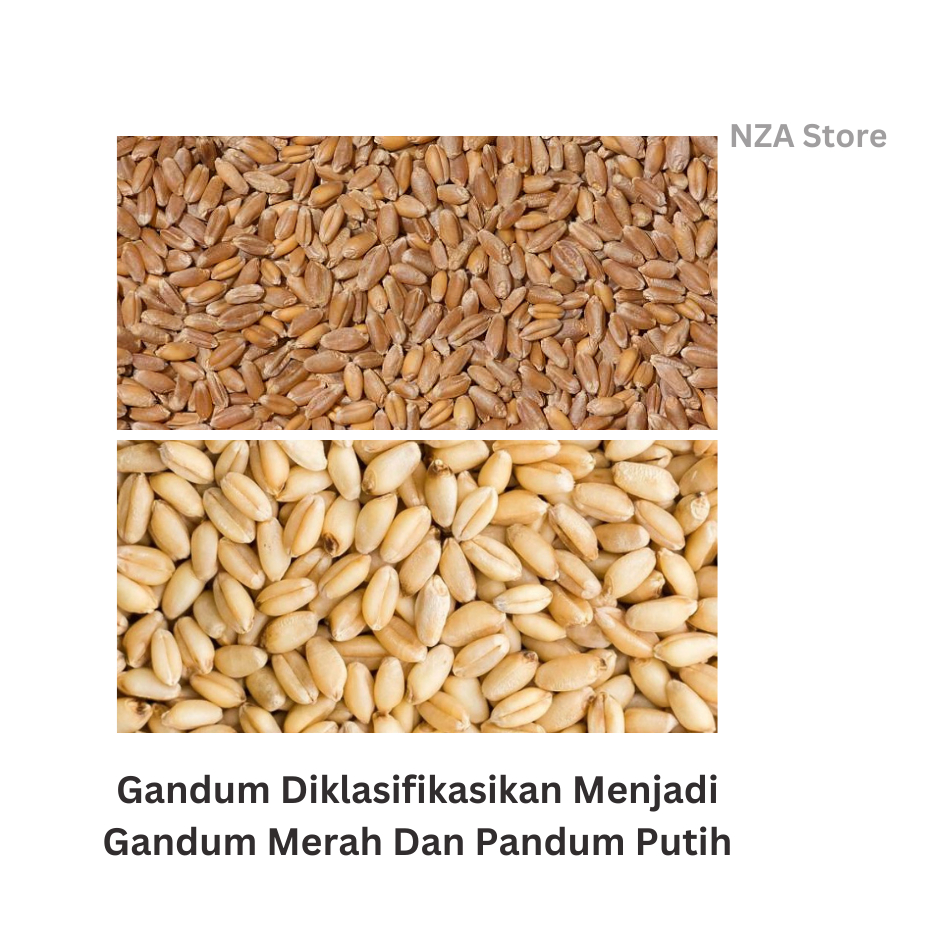 

Biji Gandum 50 Kg - Benih Gandum