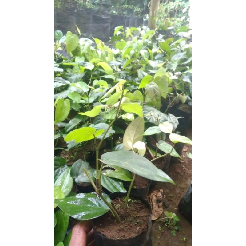 bibit/benih lada/merica unggulan