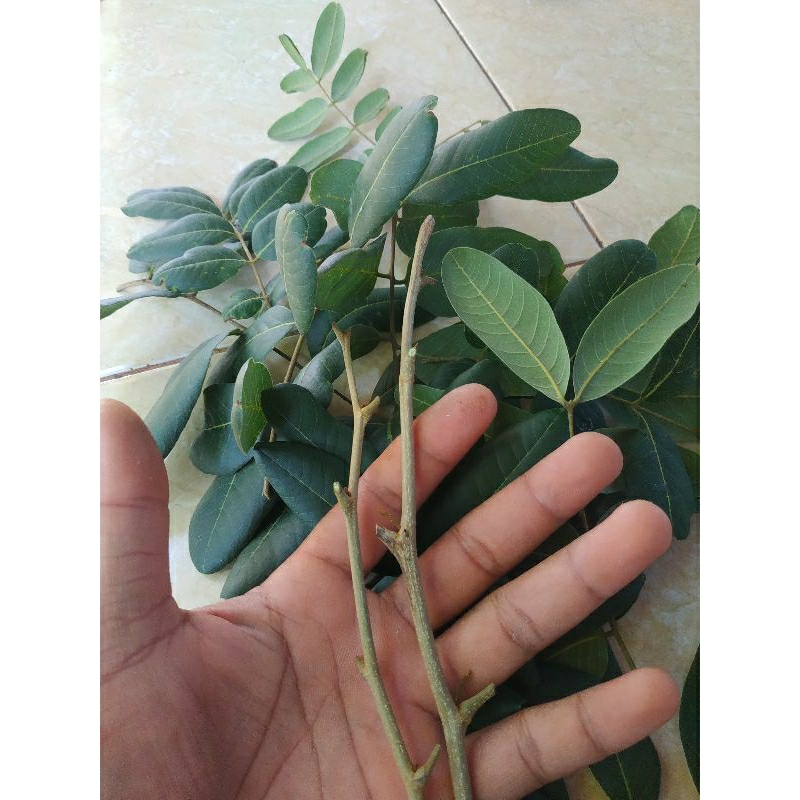 Entres Kelengkeng Pingpong