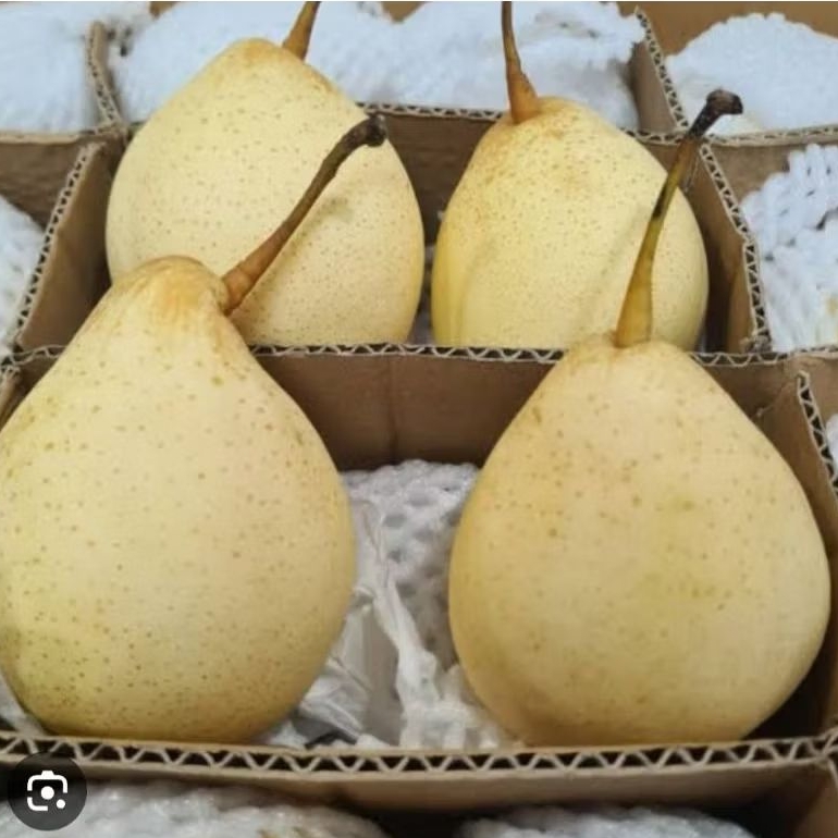 

Pear pir yale yalie 1 kg