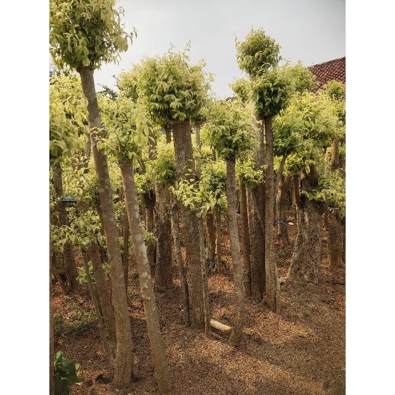 Pohon Bonsai Anting Putri uk.1,5 meter