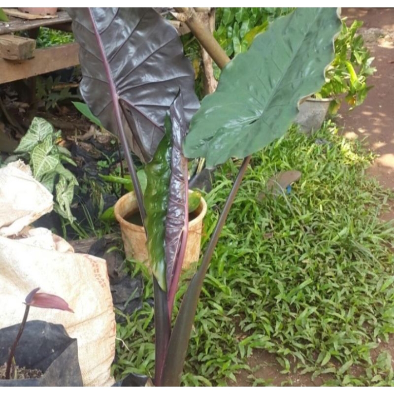 tanaman hias lompong hitam