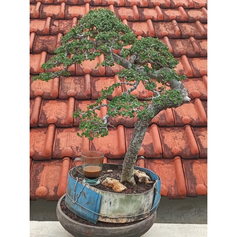 Bonsai serut siap pajang