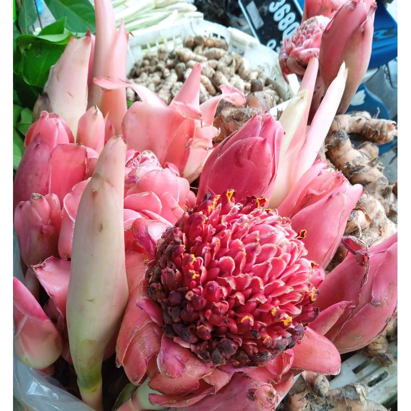 

Bunga Kecombrang Merah per Tangkai