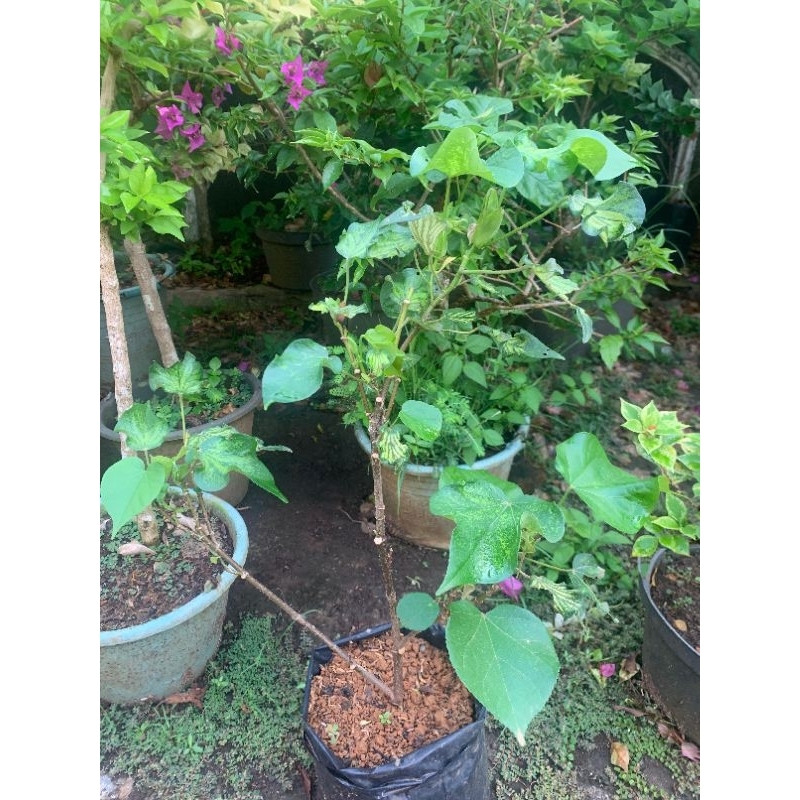 bahan bonsai waru wayang