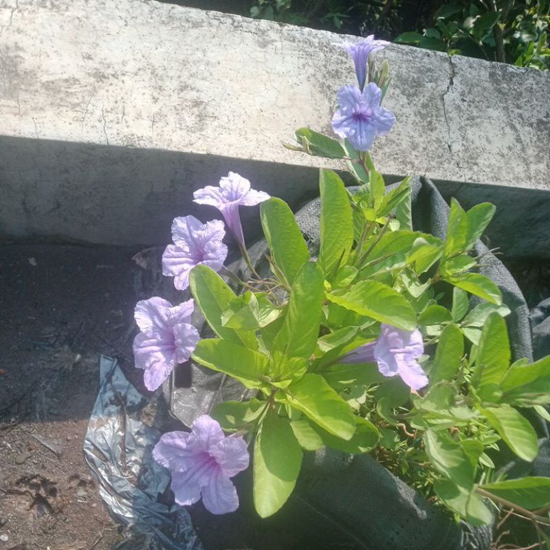 daun bunga kencana wungu ungu herbal