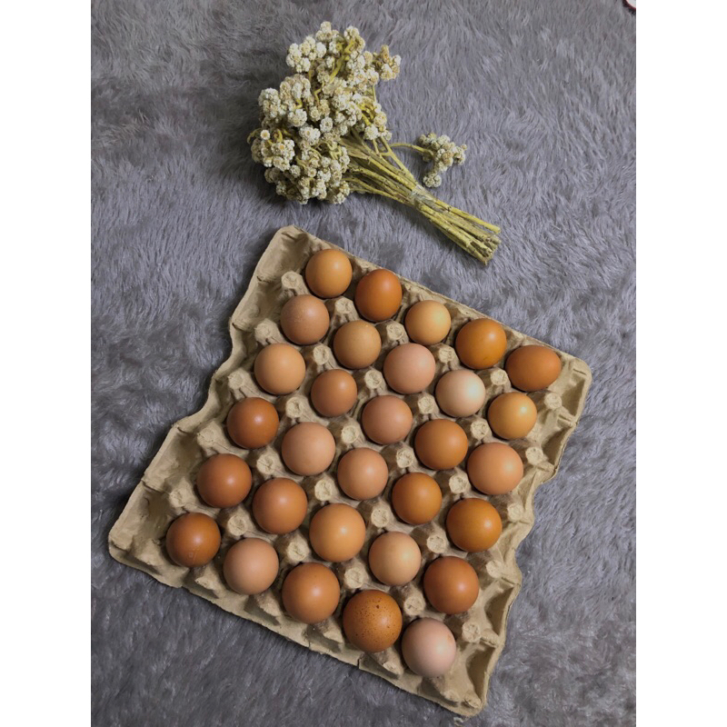 

Telur Ayam Kecil (Grade E 30 Butir) Kualitas Terbaik