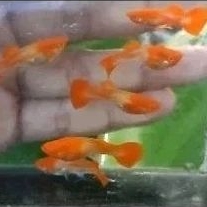 Hiasan Akuarium Guppy (1 pasang)