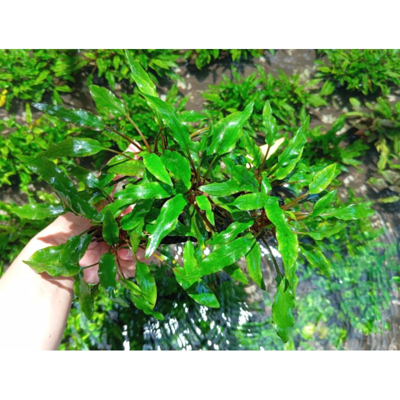 tanaman aquarium crypto wendity kayu fosil