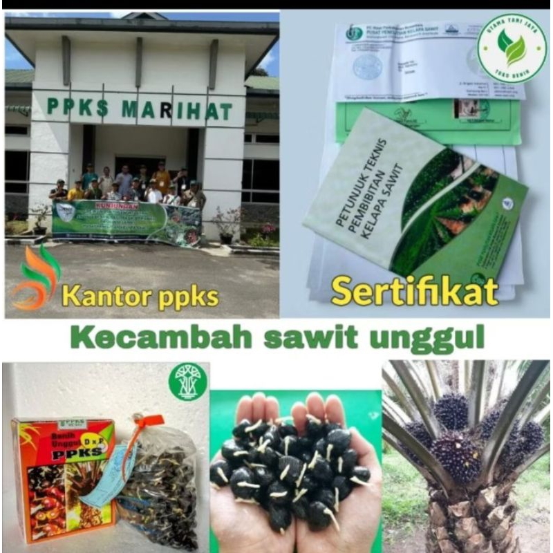Bibit benih Sawit unggul PPKS DXP 239 ASLI MEDAN BERSERTIFIKAT