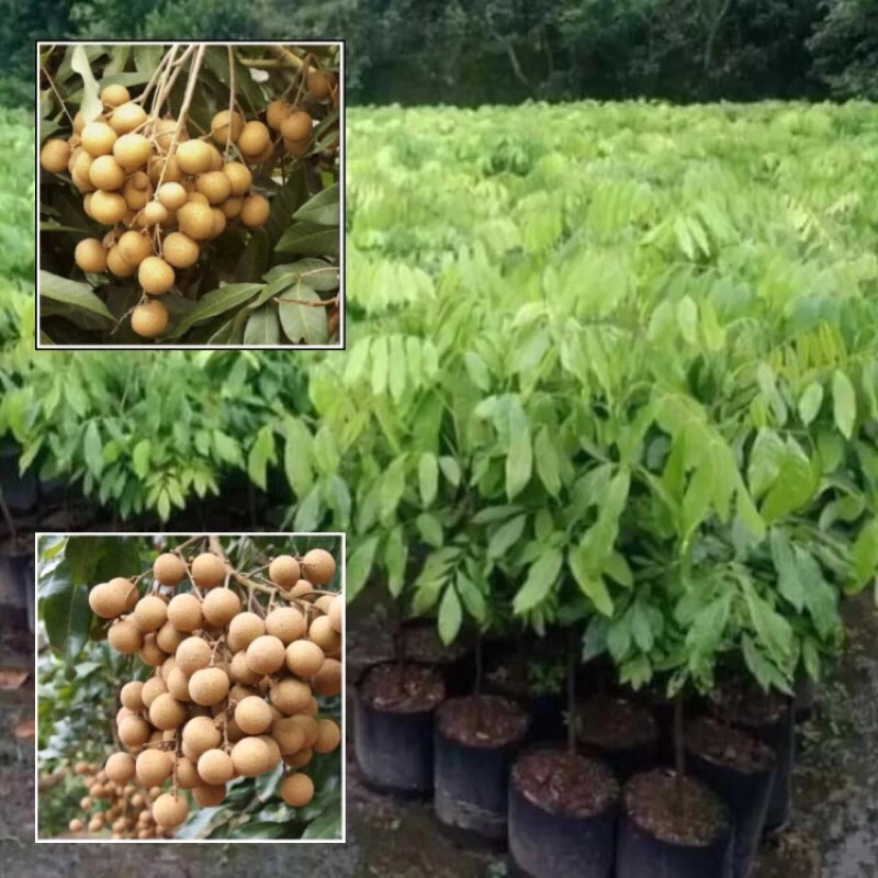 Bibit Tanaman Lengkeng New Kristal Okulasi Bibit Lengkeng Super KELENGKENG