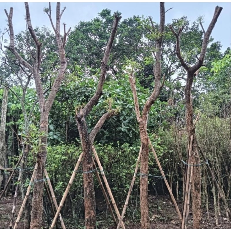 POHON TABEBUYA KUNING TINGGI 3 SAMPAI 4 METER BATANG BESAR