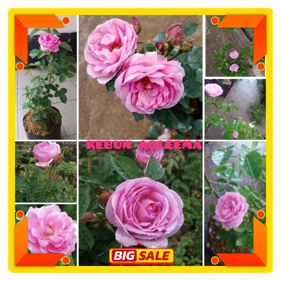 Mawar Import Damascena - Mawar Wangi