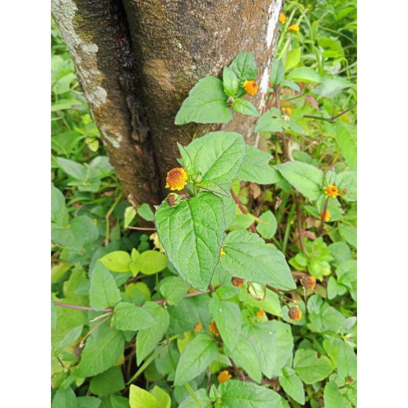 daun herbal jotang segar 500g obat tipes/tipus gratis bibitnya yg suda berakar