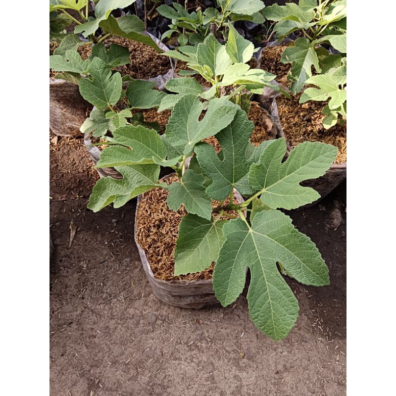 BIBIT BUAH TIN MANIS CEPAT BERBUAH