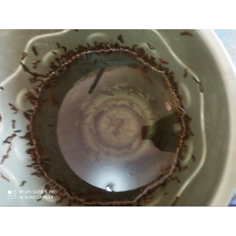 Lintah Terapi WU Wei Hidup