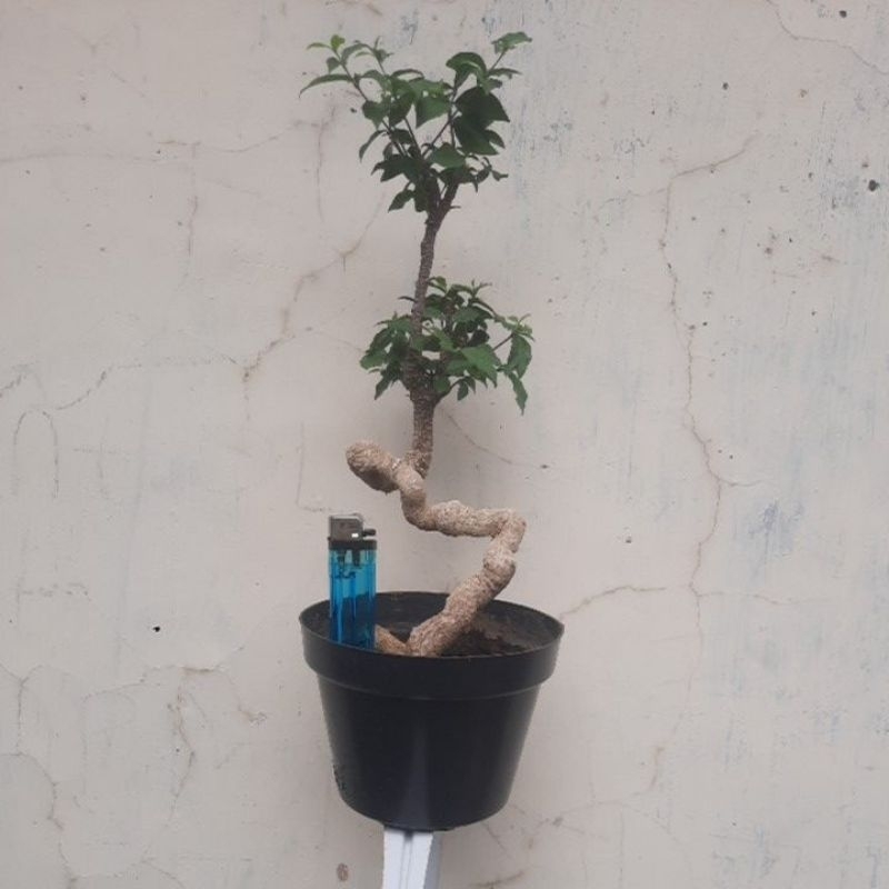Bonsai Sakura Mikro