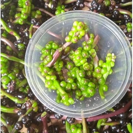 

Buah binahong atau angkung Muda segar 100pcs - 200pcs