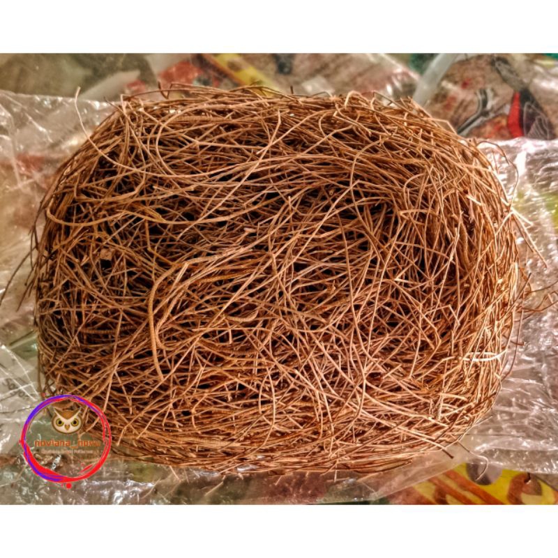 CEMORO SARANG BURUNG MURAI TANGKAI CEMARA KERING MURAI BATU EKOR PANJANG CUCAK ROWO KACER FINCH LOVE