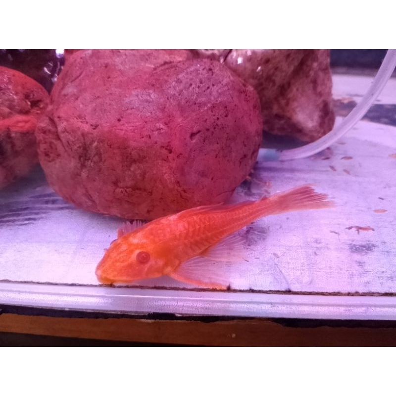 ikan Sapu sapu albino pembersih kaca size S / M