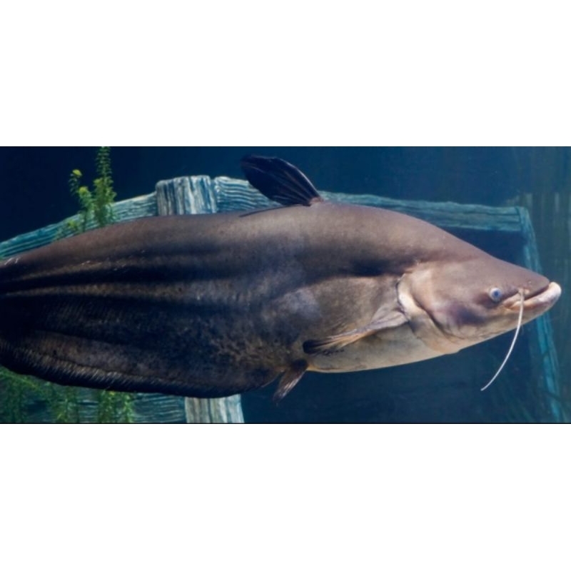 Replika Ompok Catfish 15-20cm (Ompok Bimaculatus) || Garansi Hidup