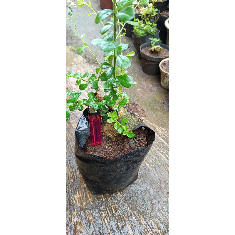 bonsai hokiantea (bahan)