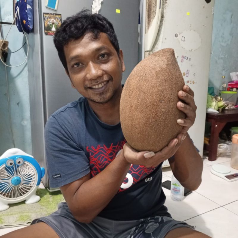 Mamey Sapote Magana ( stabil dr Cangkok )
