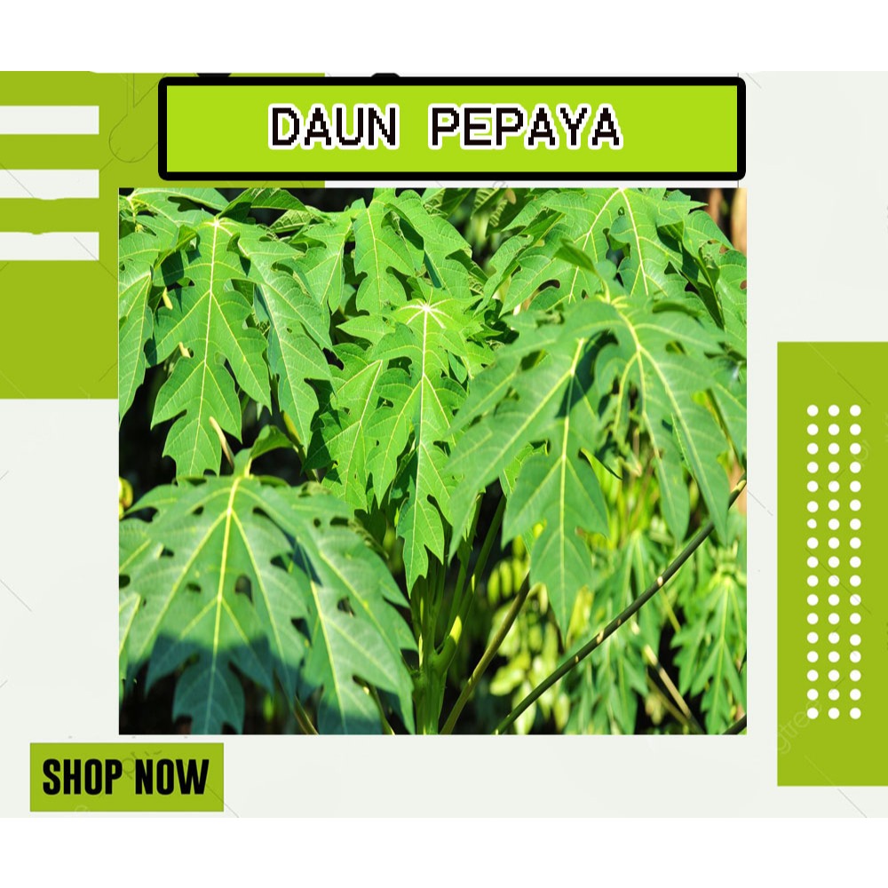 

DAUN PEPAYA BASAH SEGAR FRESH PER LEMBAR LEBAR DAN BESAR