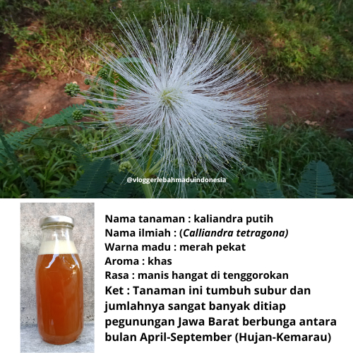 

Bunga KALIANDRA PUTIH |500gr| Madu Asli Hutan Liar Murni 100% Tanpa Campuran Apapun from the forests of West Java (500g)