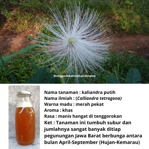 

Bunga KALIANDRA PUTIHTanpa Campuran A |1kg| Madu Asli Hutan Liar Murni 100% papun from the forests of West Java