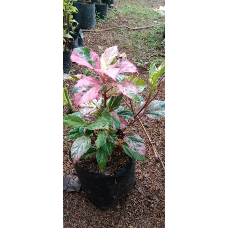 BIBIT TANAMAN BUNGA SEPATU VARIEGATA