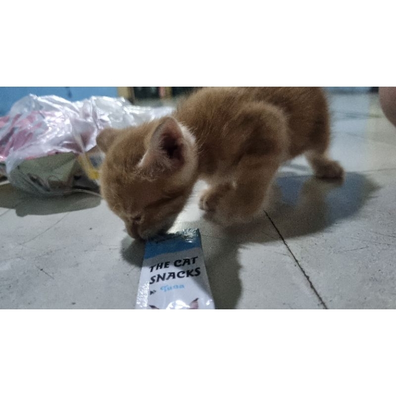 

kucing