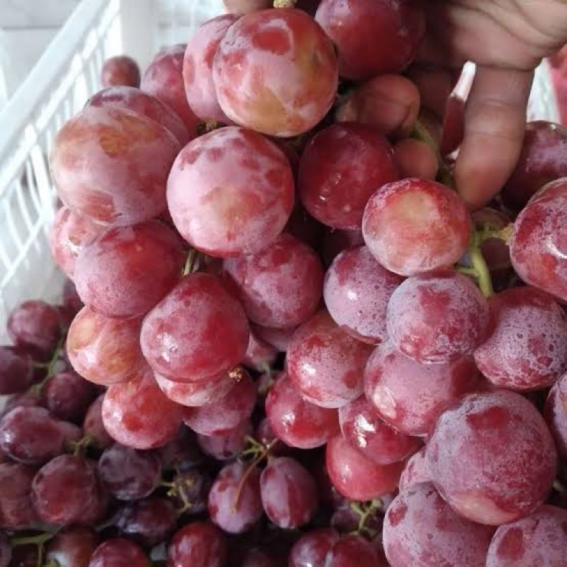 

Buah anggur biji fresh Fruit