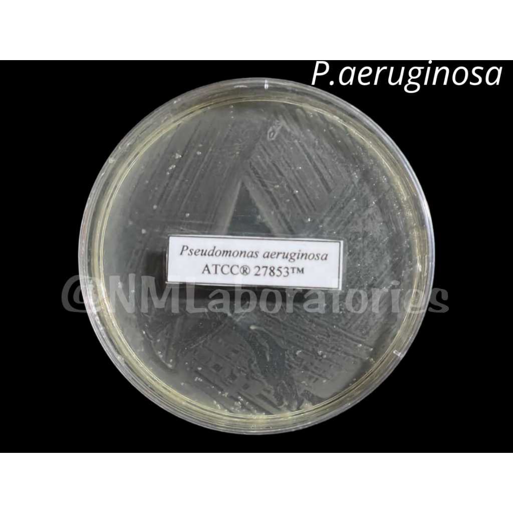 Kultur Bakteri Pseudomonas aeruginosa ATCC® 27853 – Siap Pakai