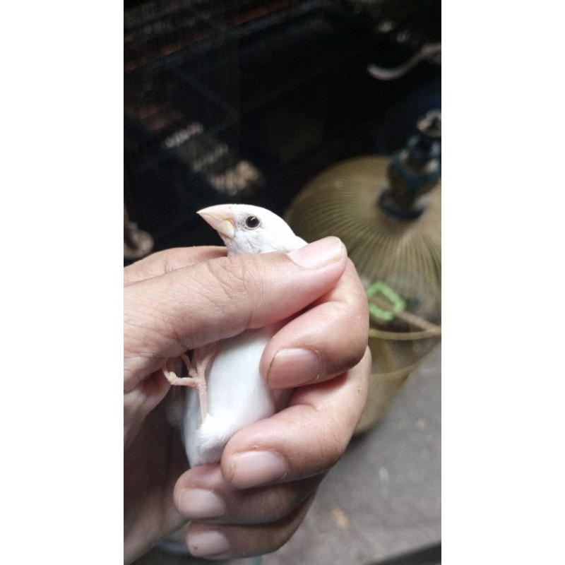 emje/emprit jepang mata hitam pilihan