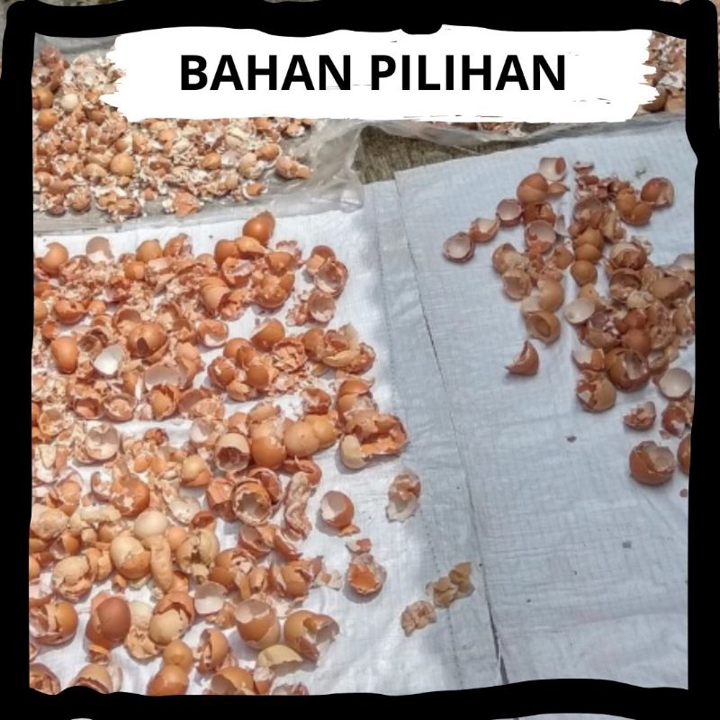 

PALING DICARI..! Cangkang Telur Ayam Halus