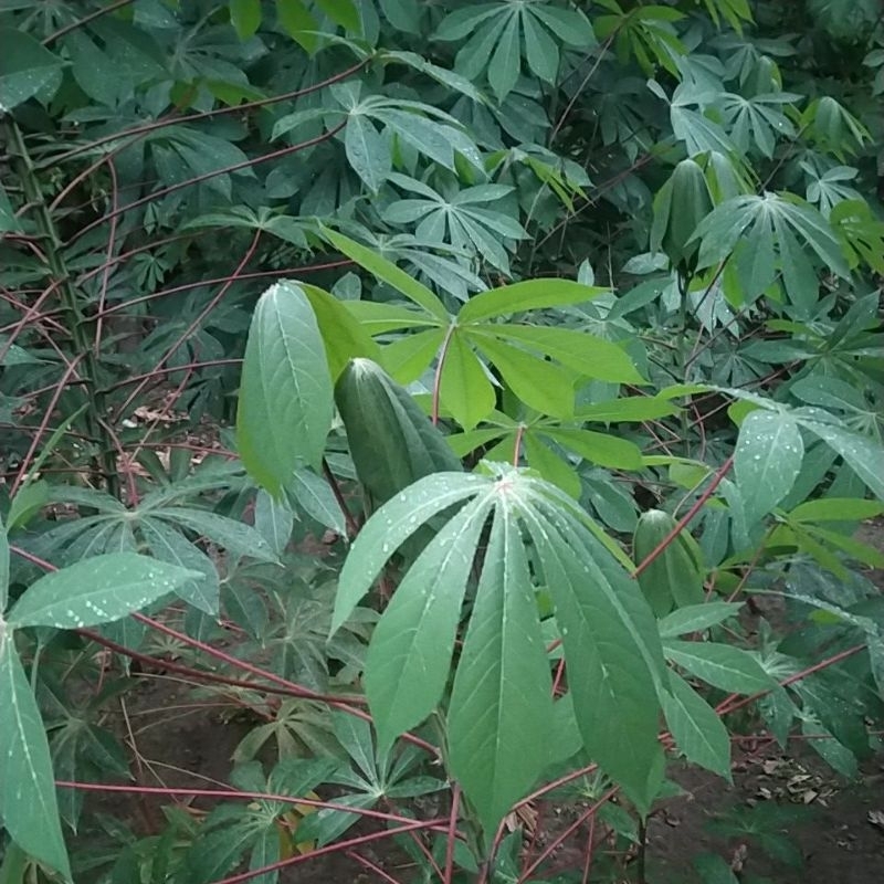 

daun ketela/singkong sayur herbal
