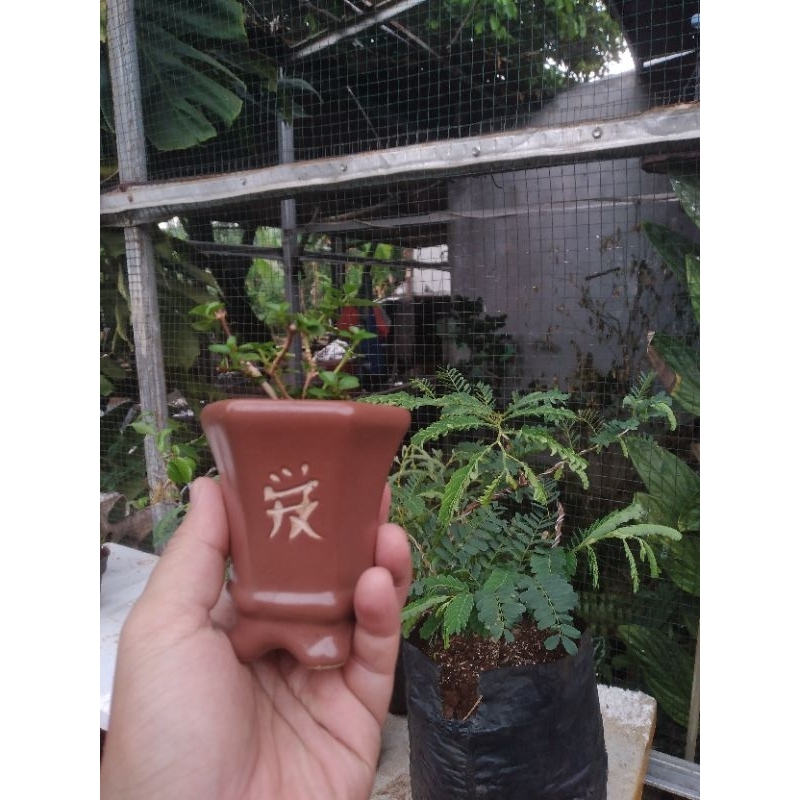 pot bonsai mame/shito