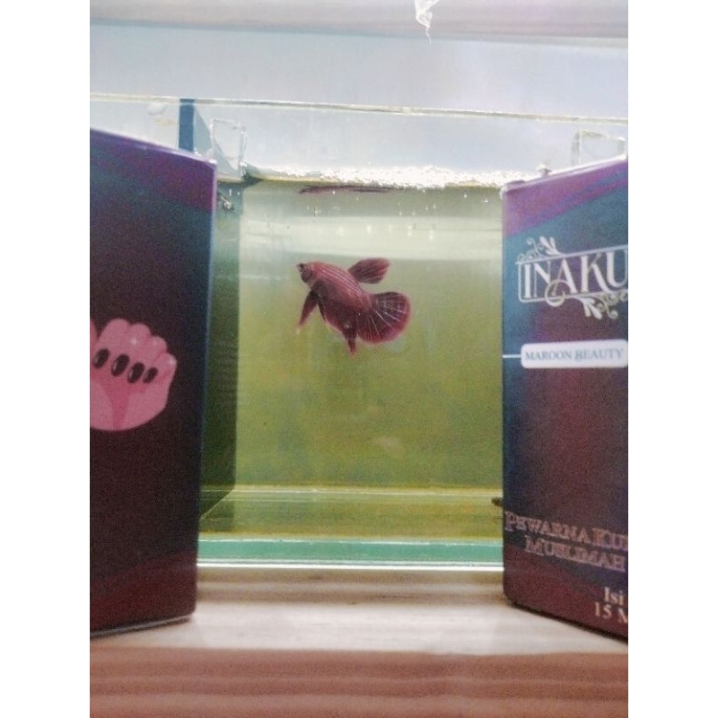 INAIKU henna halal maroon, pewarna kuku muslimah