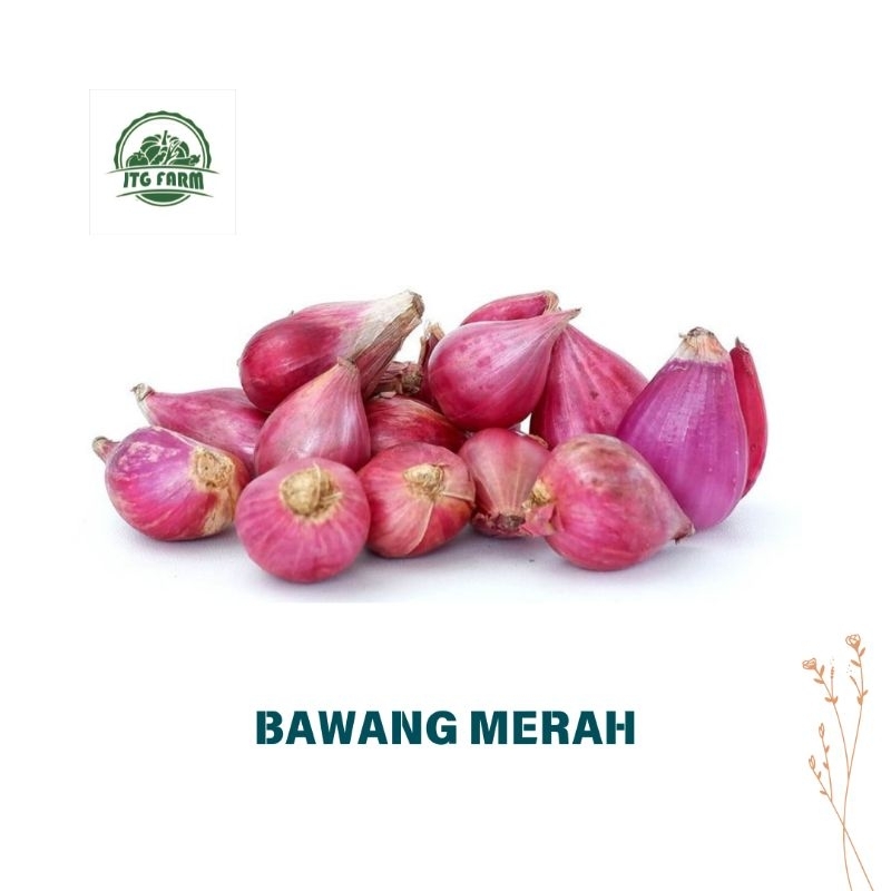 

Bawang Merah Segar [250gram]