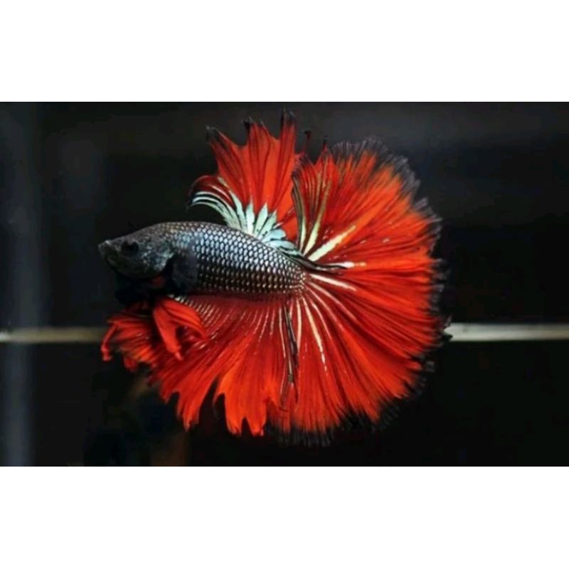 Cupang Halfmoon