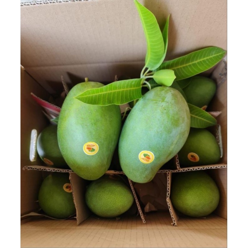 

MANGGA ALPUKAT KLONAL 21 BANGIL MATENG POHON [ 1 Dus 5 KG]