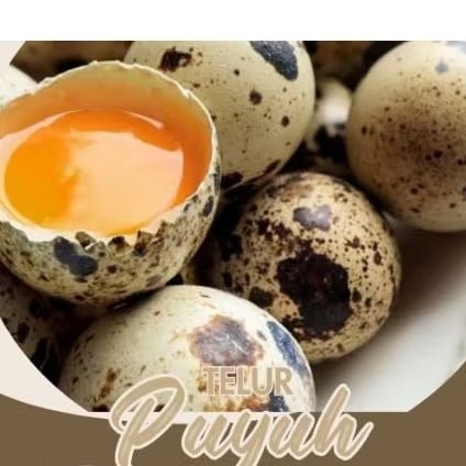 

Telur Puyuh Asli Bangka